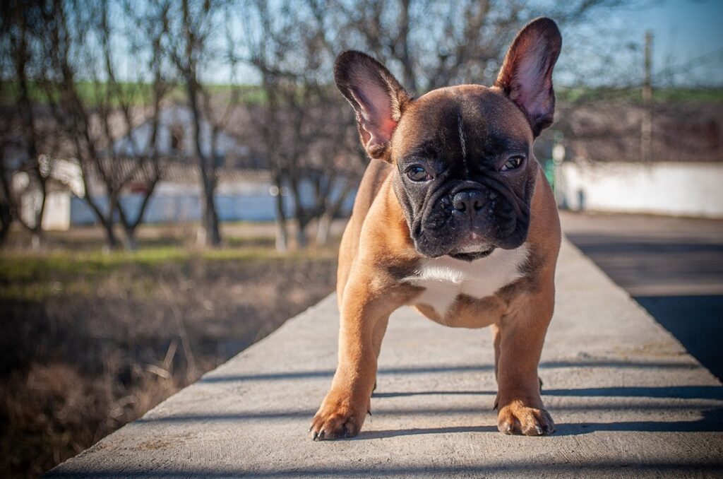 prix du bouledogue français
