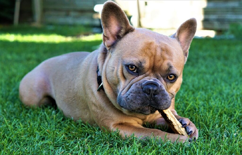 prix des chiots bouledogue français