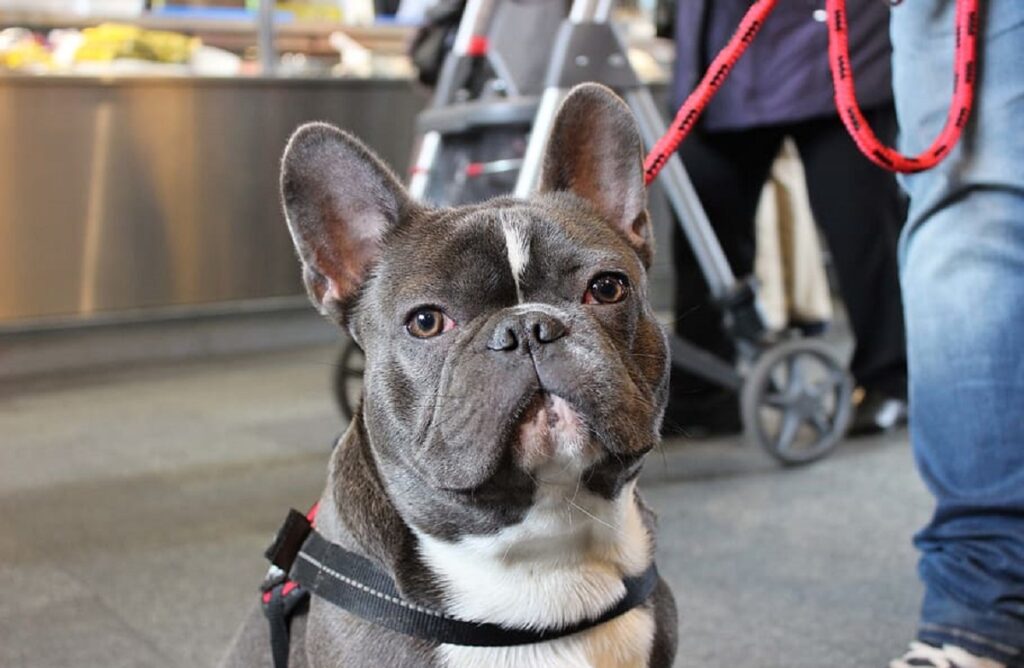 prix du chien frenchie
