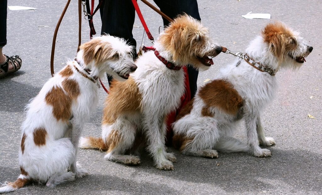 fait amusant sur les chiens
