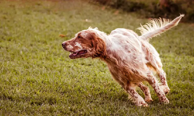 perte du setter anglais
