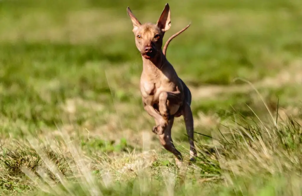 races de chiens les plus drôles
