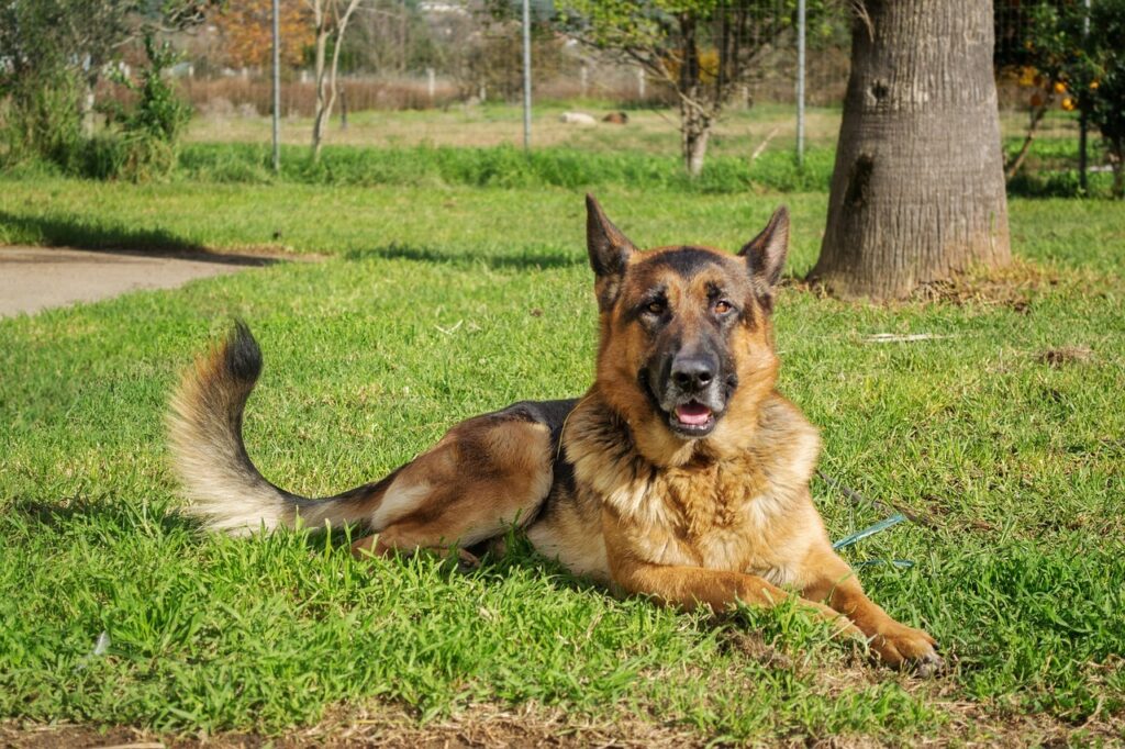 races de chiens les plus effrayantes
