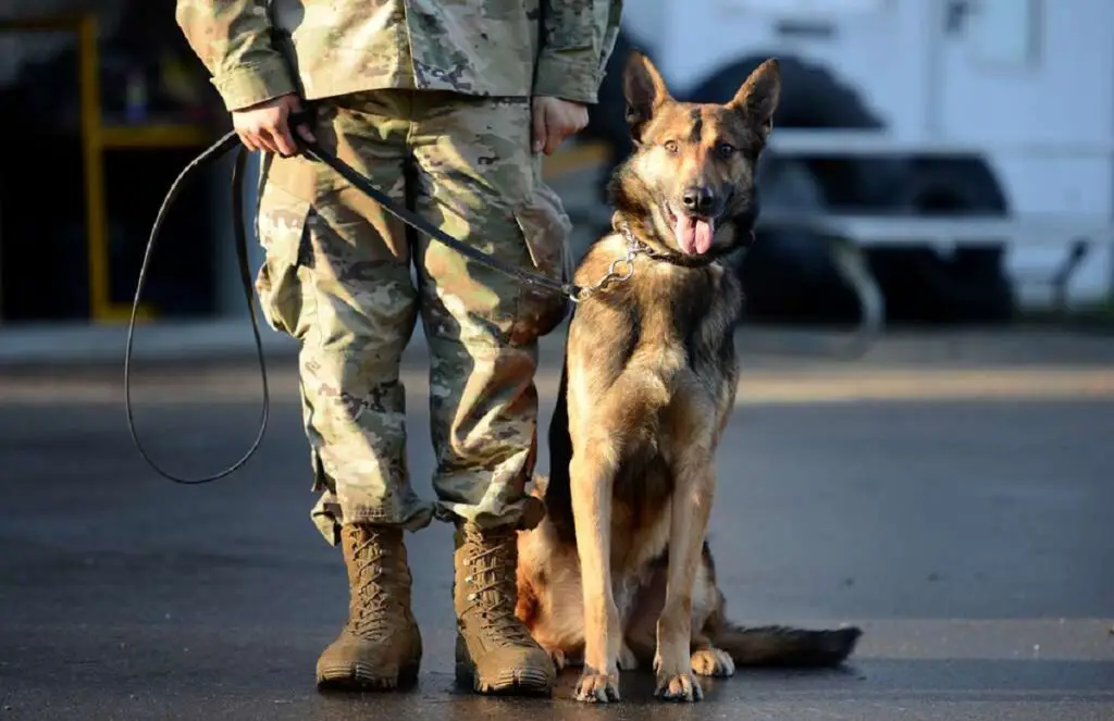 chien militaire berger allemand
