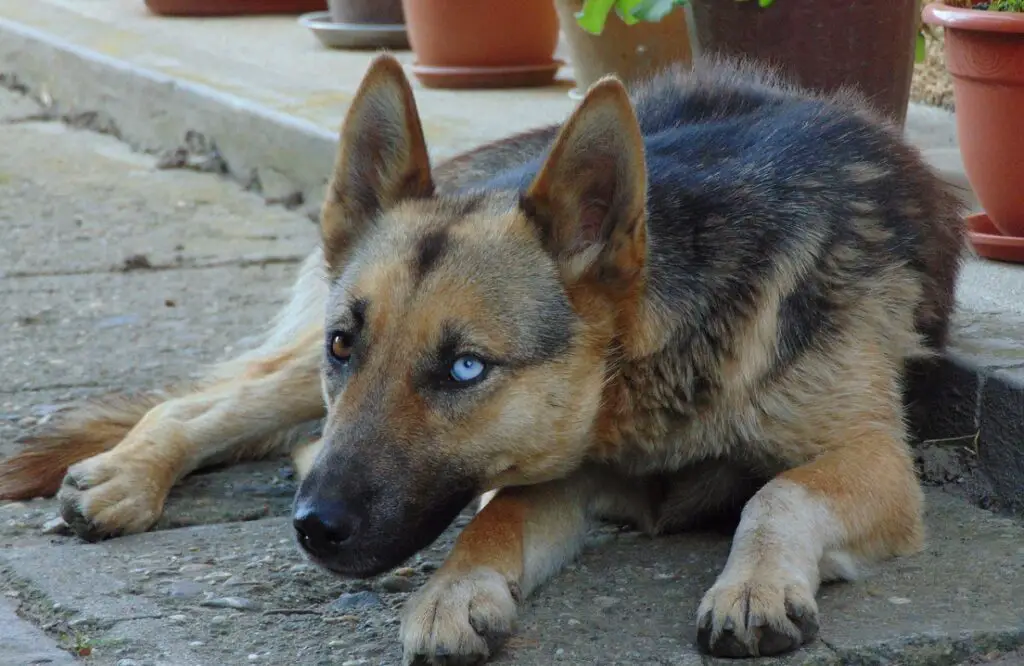 berger allemand noir aux yeux bleus
