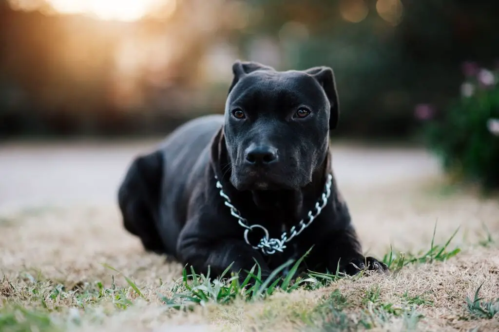 noms pour pitbulls noirs
