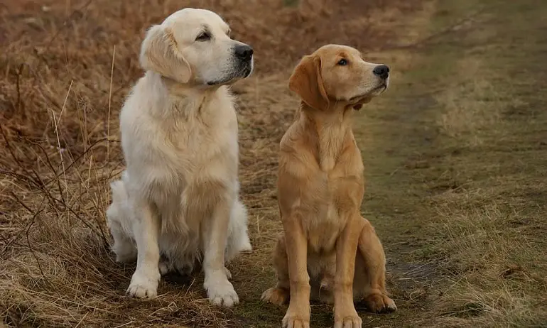 coût moyen d'un goldendoodle retriever