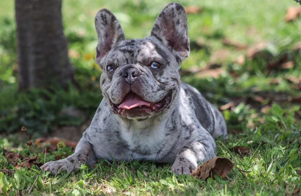 bouledogue gris aux yeux bleus
