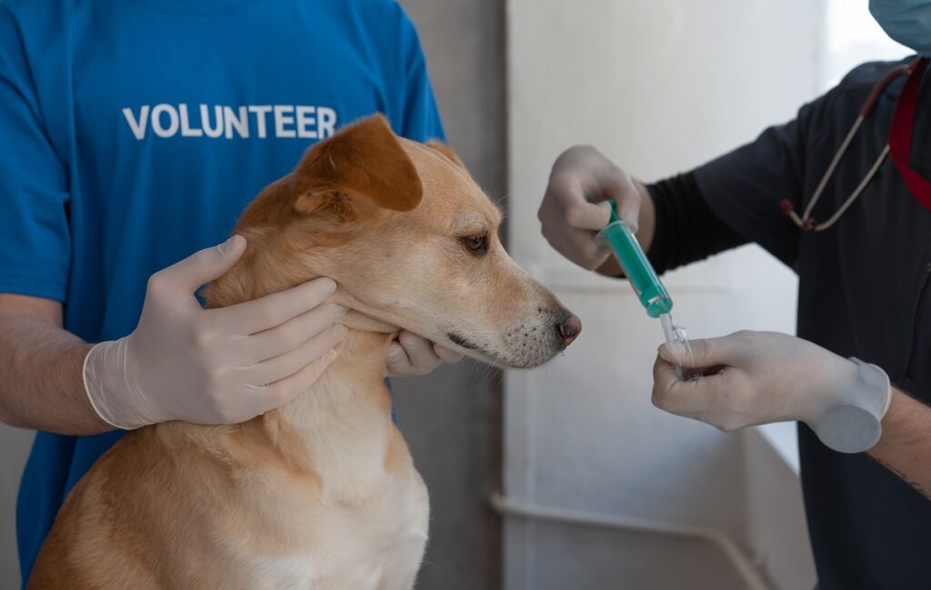 quelle quantité de CBD pour chien anxieux
