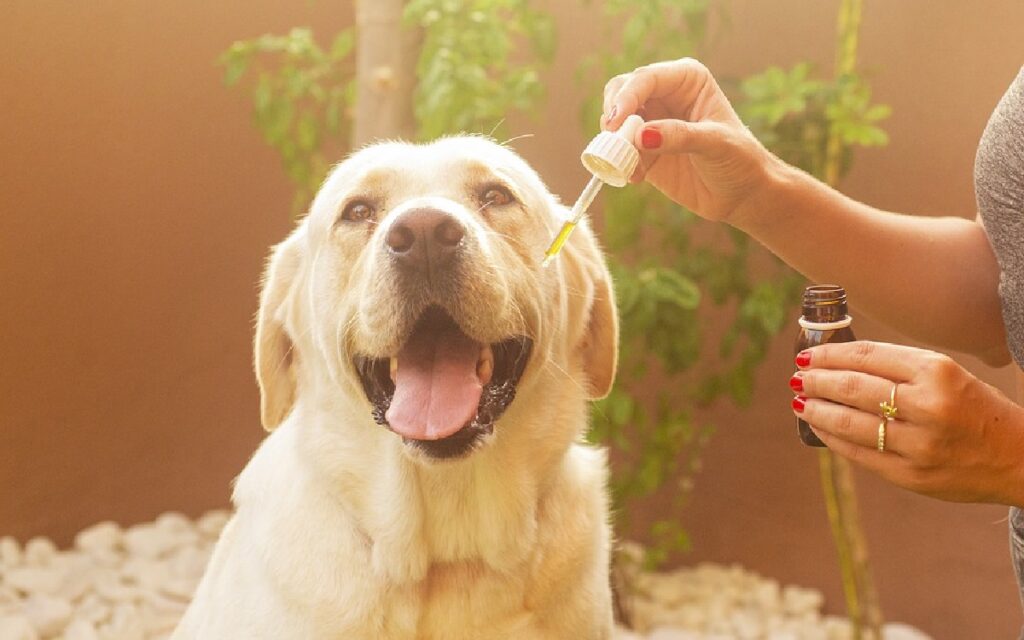 quelle quantité d'huile de CBD dois-je donner à mon chien