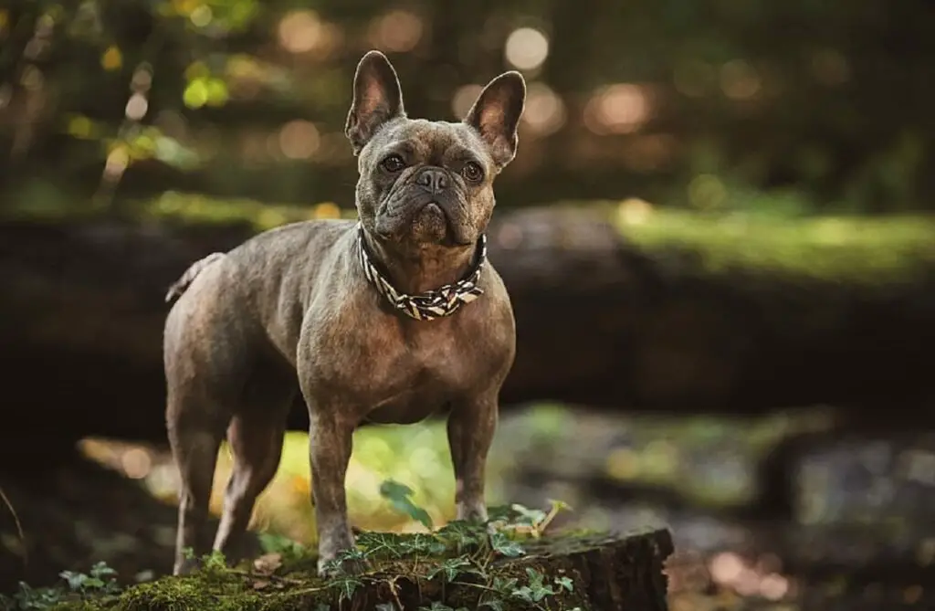 combien coûtent les bouledogues français
