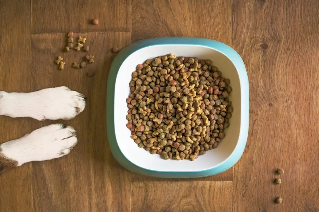 quelle quantité de nourriture mon chien doit-il manger