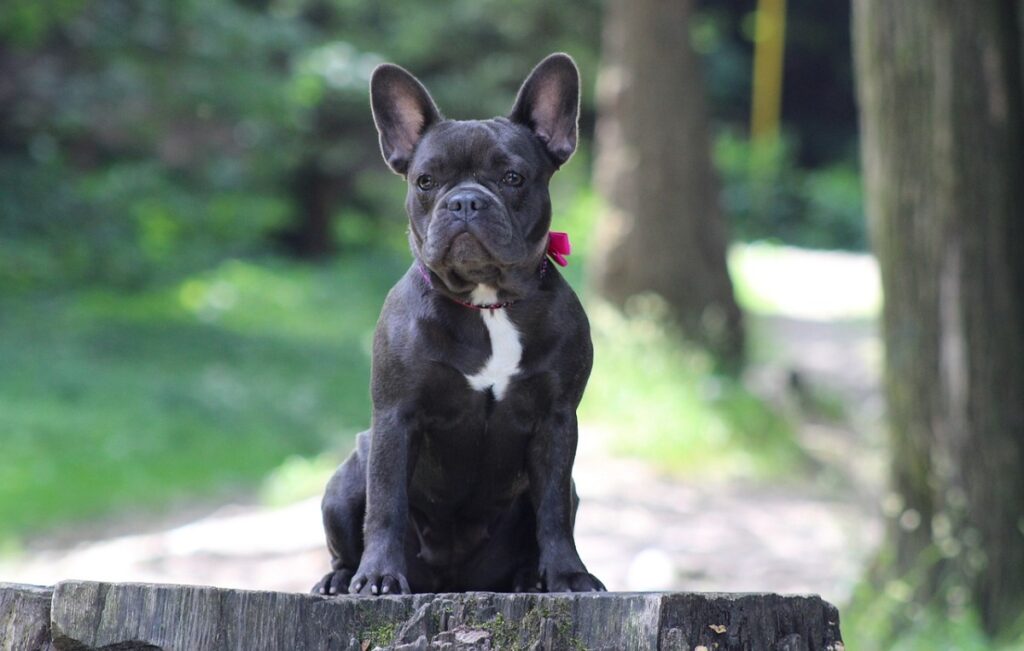 combien coûte un chien frenchie
