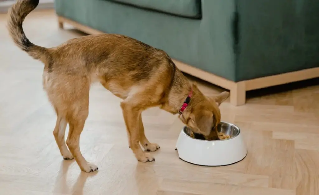 à quelle fréquence dois-je nourrir un chien