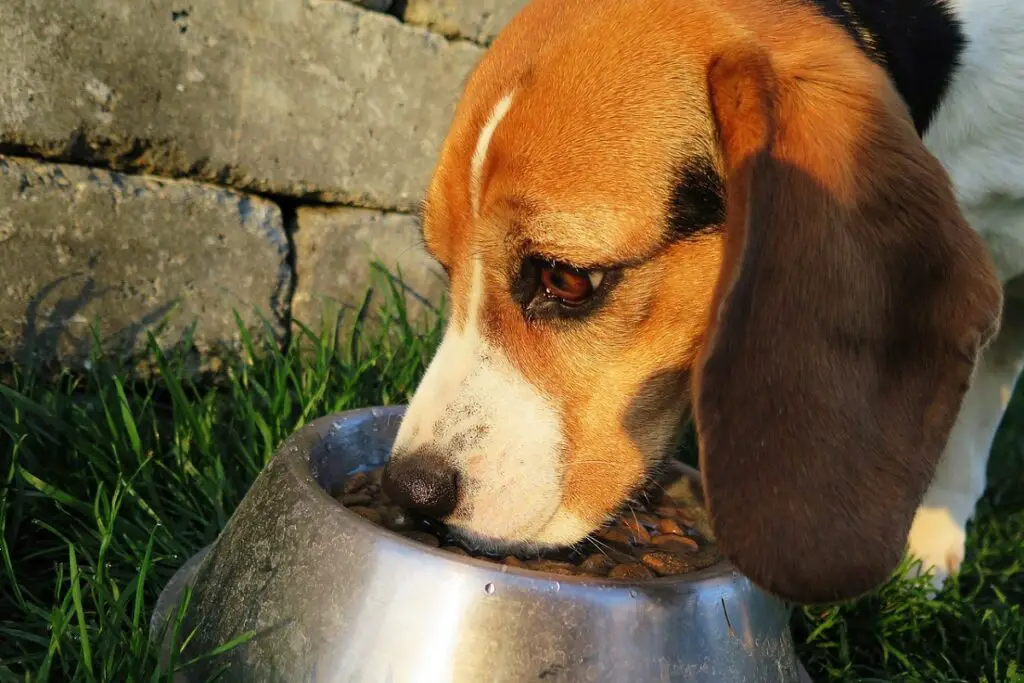 facteurs influençant l'alimentation d'un chien