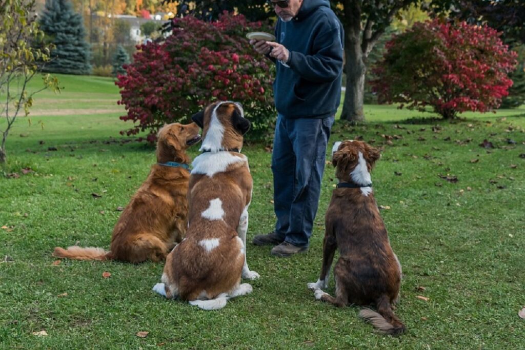 comment corriger le comportement agressif chez le chien
