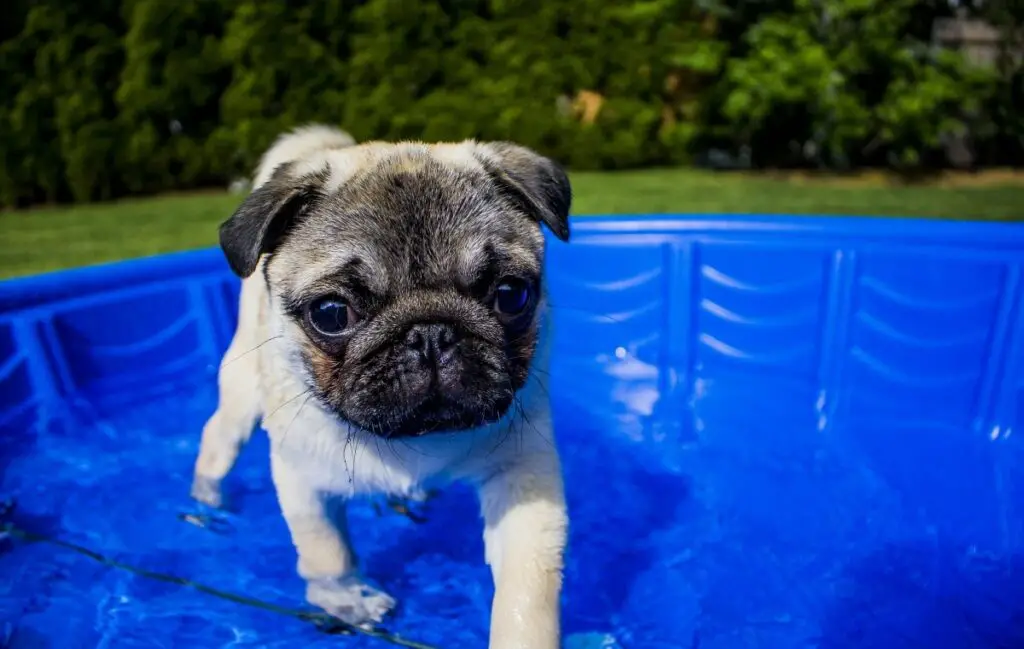 comment garder un chien au frais en été sans climatisation
