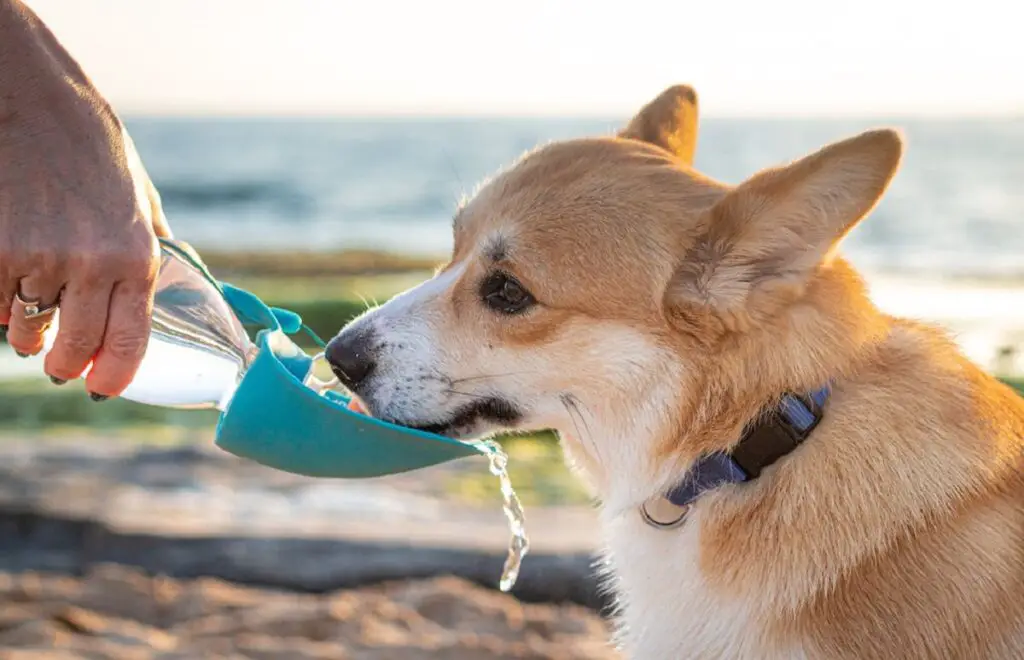 comment garder votre chien au frais en été
