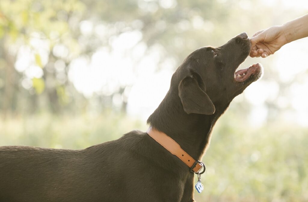 comment rendre un chien méchant
