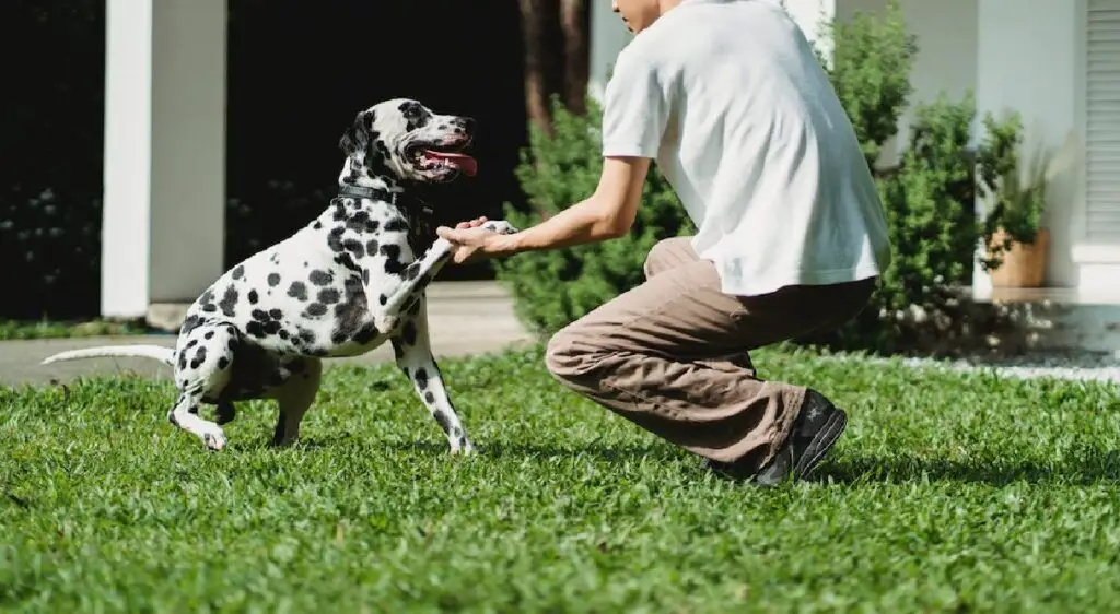 comment dresser un chien à rester dans la cour