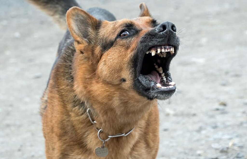 comment dresser un chien agressif
