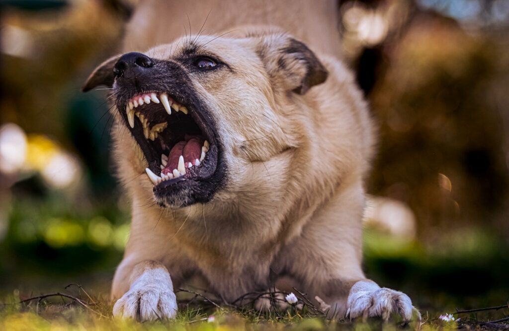 comment dresser un chien agressif
