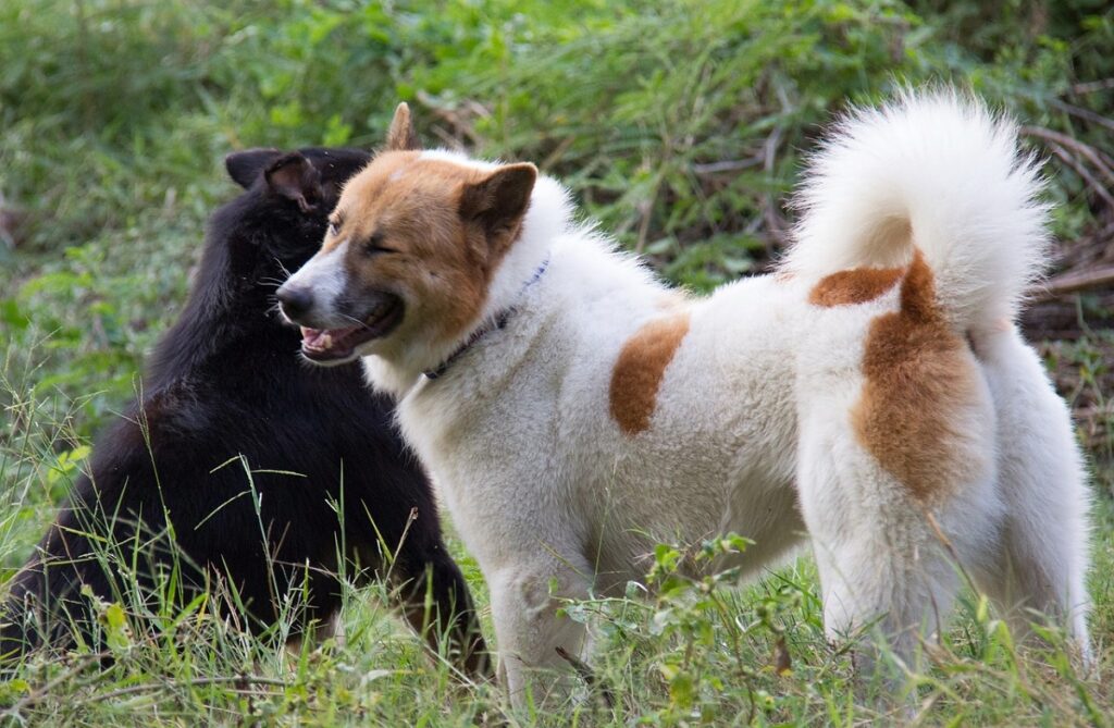 chien asiatique de chasse