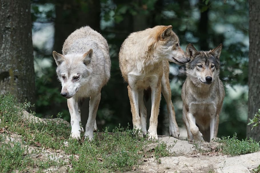 est-ce qu'un loup est un chien
