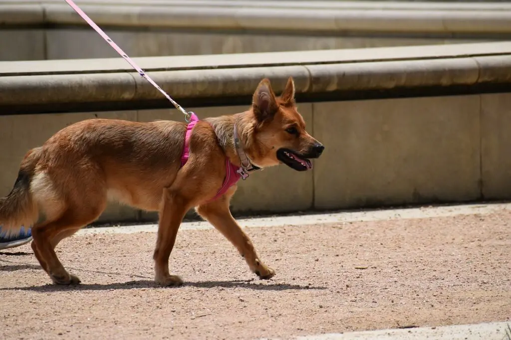 garder le chien au frais en ne s'exposant pas au soleil