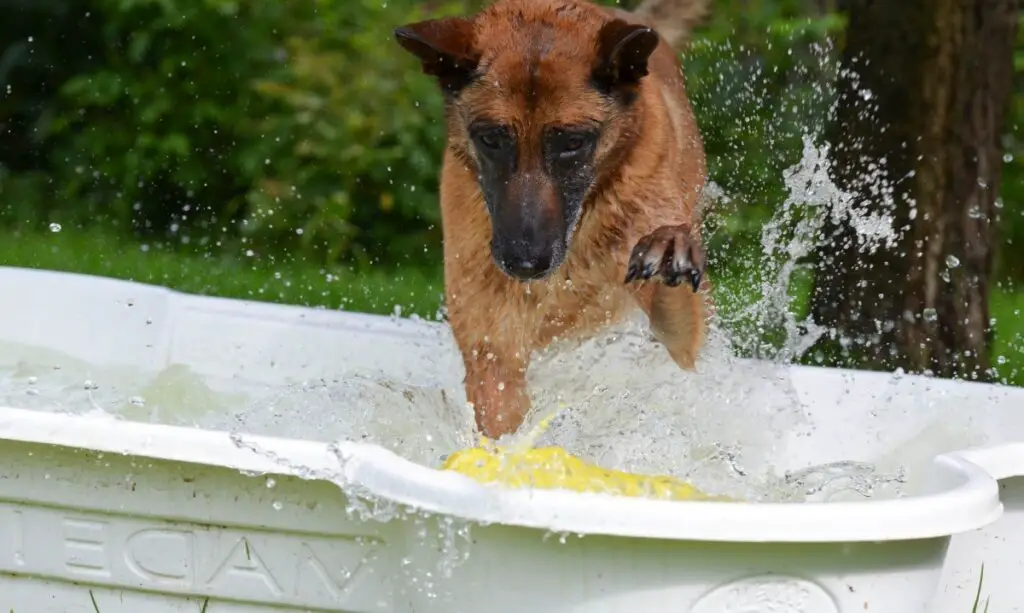 garde ton chien au frais