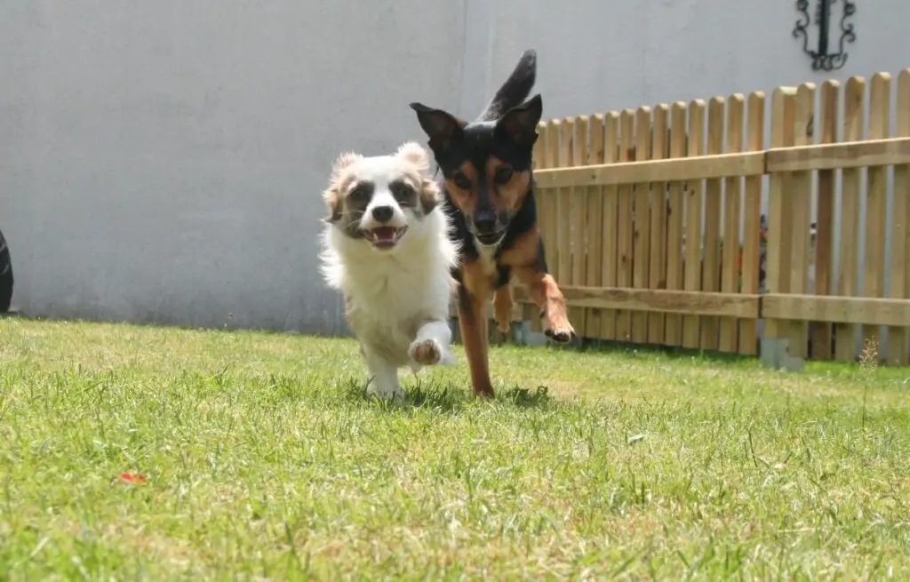 comment garder un chien dans la cour
