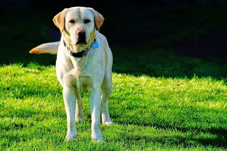 prix d'un labrador
