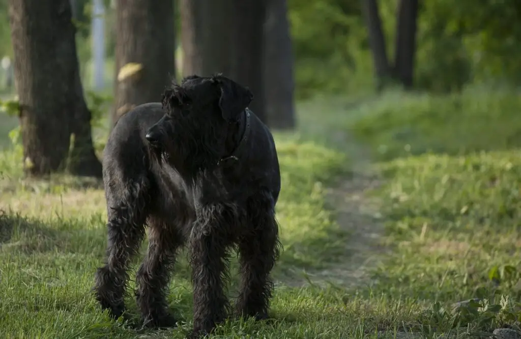 grandes races de chiens noirs
