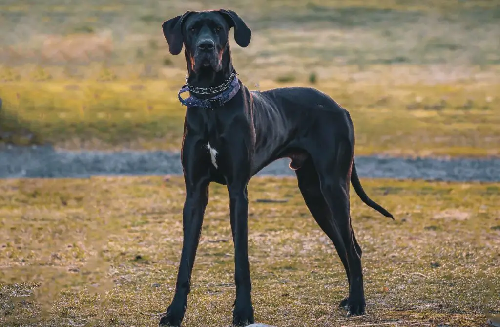 grandes races de chiens noirs
