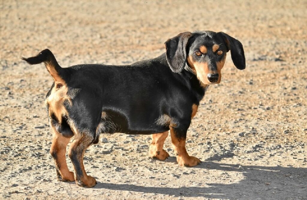 chiens méchants
