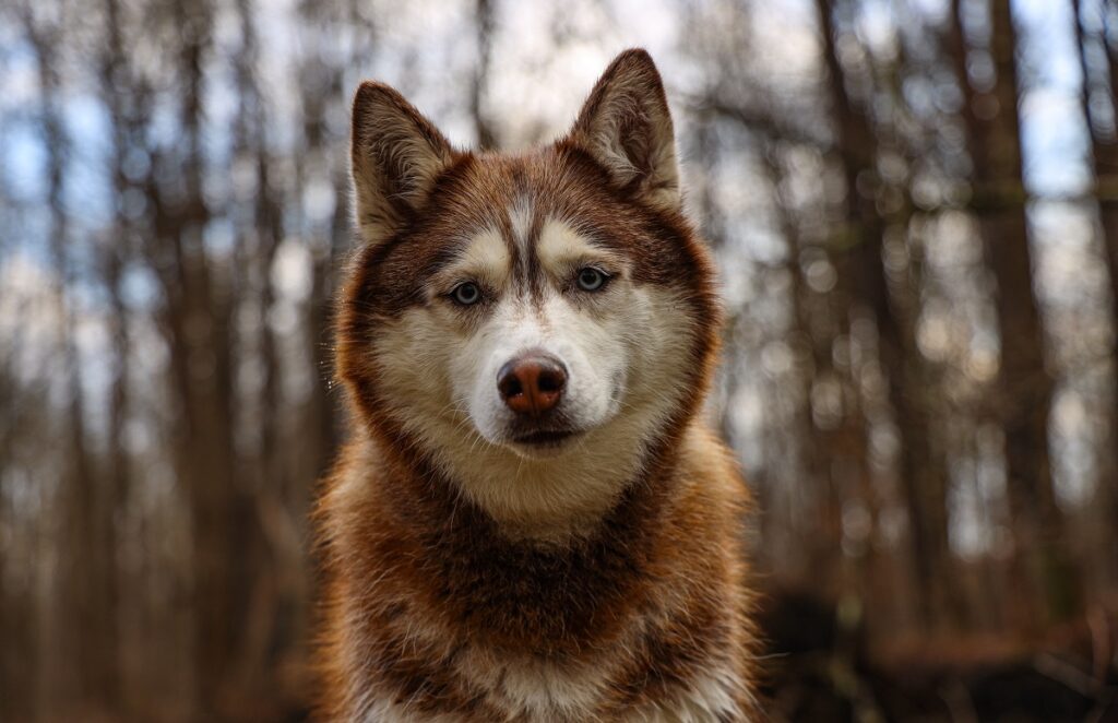 races de chiens les plus agressives
