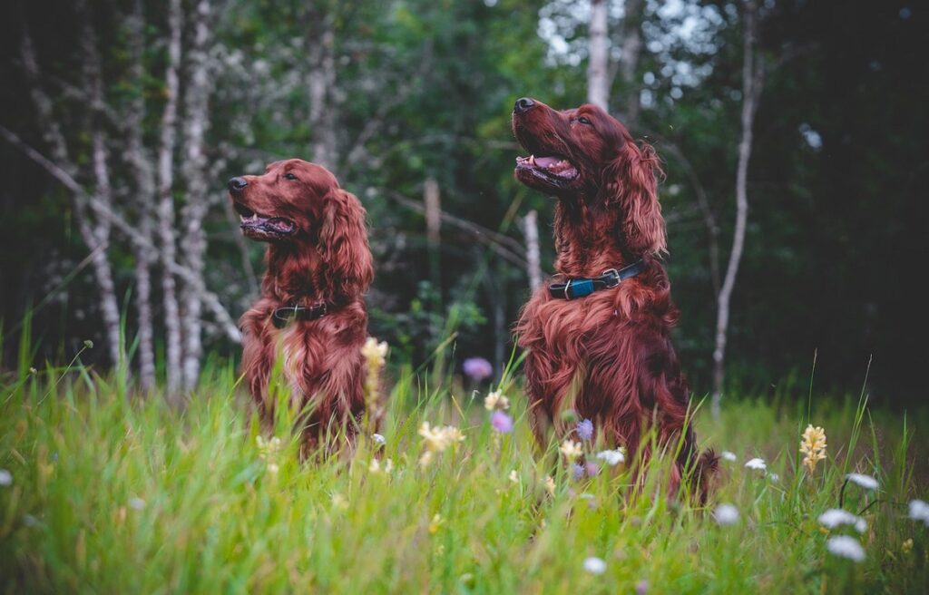 chiens à poils longs grands