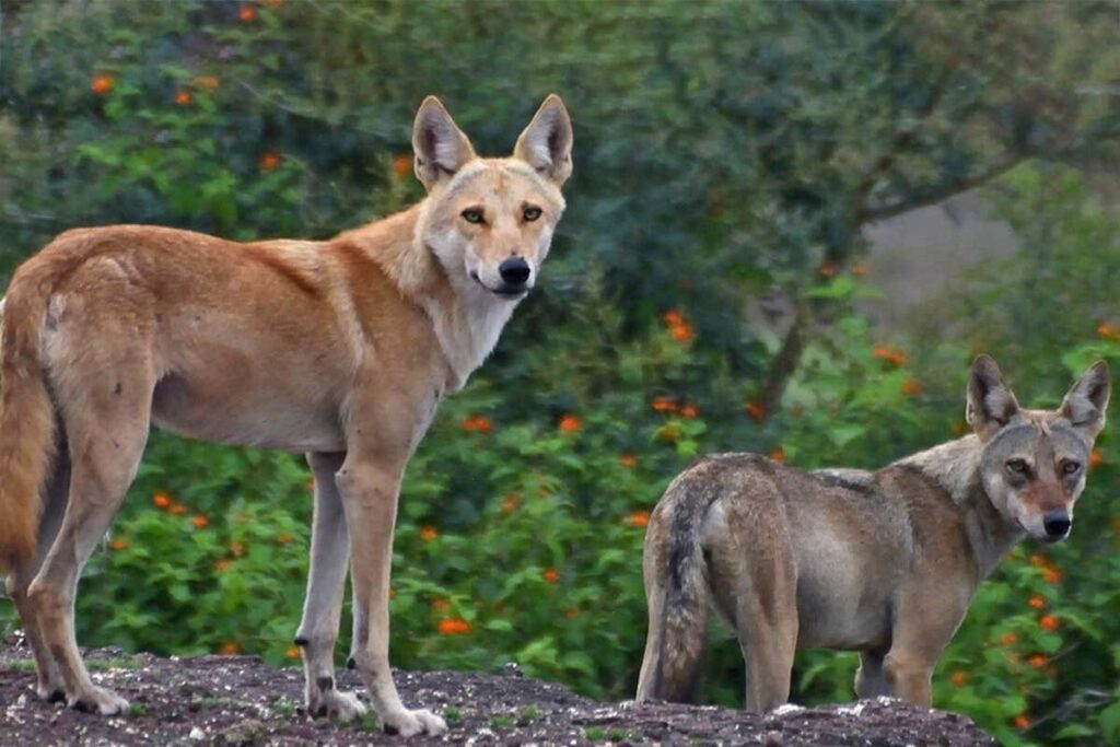 quelle est la race de chien la plus agressive
