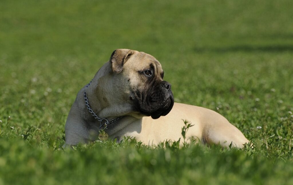 chien méchant
