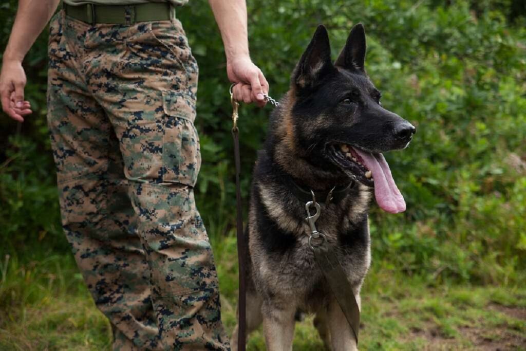 races de chiens militaires