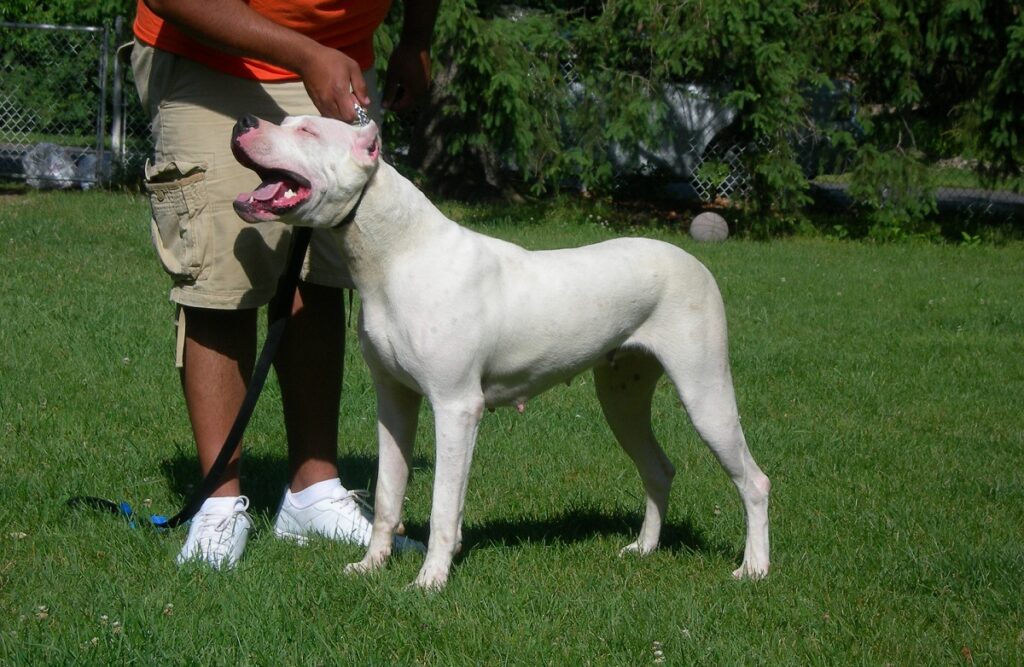 race de chien la plus chère
