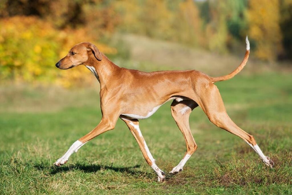 races de chiens chères
