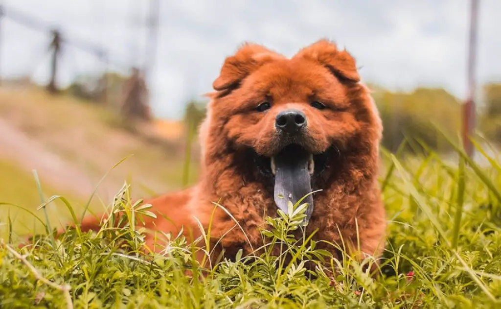 quelle est la race de chien la plus chère
