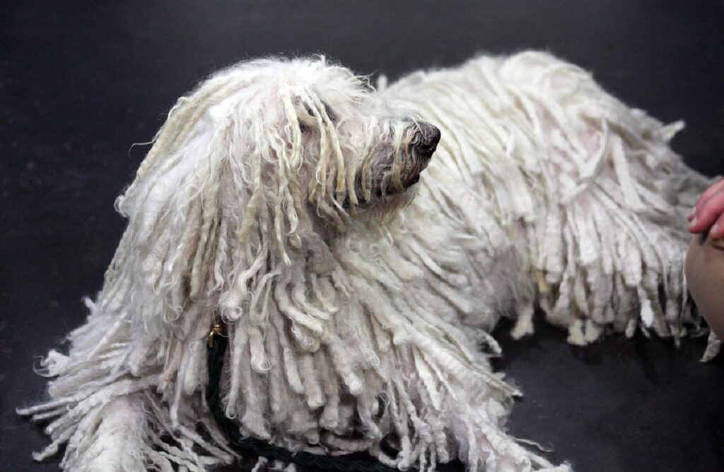 race de chien laid komondor
