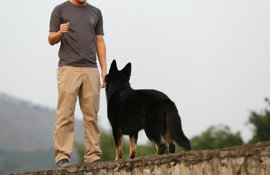 dressage d'obéissance pour chiens agressifs
