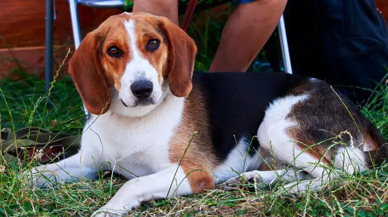 chien fox-hound