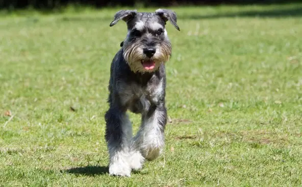 schnauzer étalon
