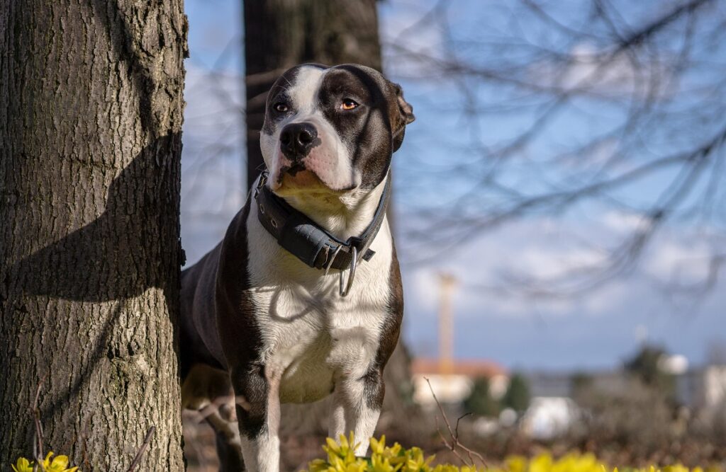 photos des chiens les plus mignons du monde
