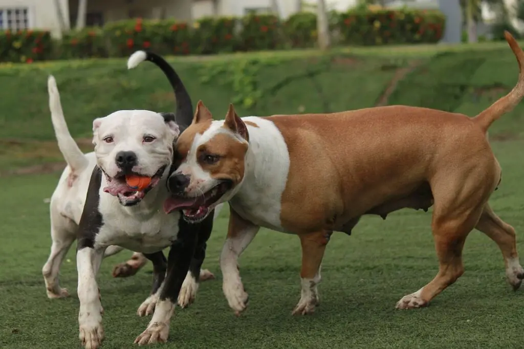 noms de chiens pitbull
