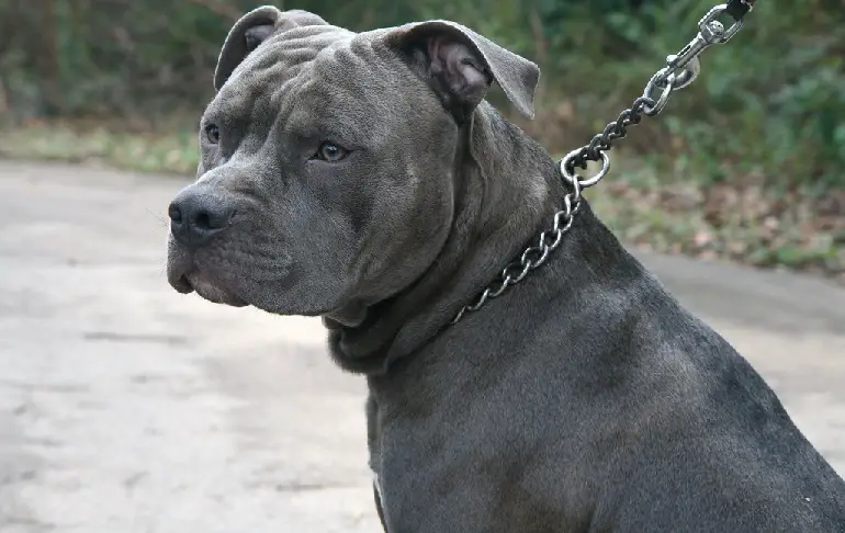 pitbull nounou chien